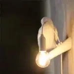 Sur un fond noir on voit une applique murale en forme de corbeau blanche allumée.